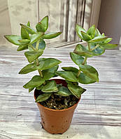 Крассула Crassula brevifolia Суккулент Комнатное растение