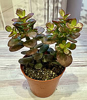 Крассула Crassula crosby's compactum Суккулент Комнатное растение