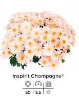 Хризантема inspirit champagne