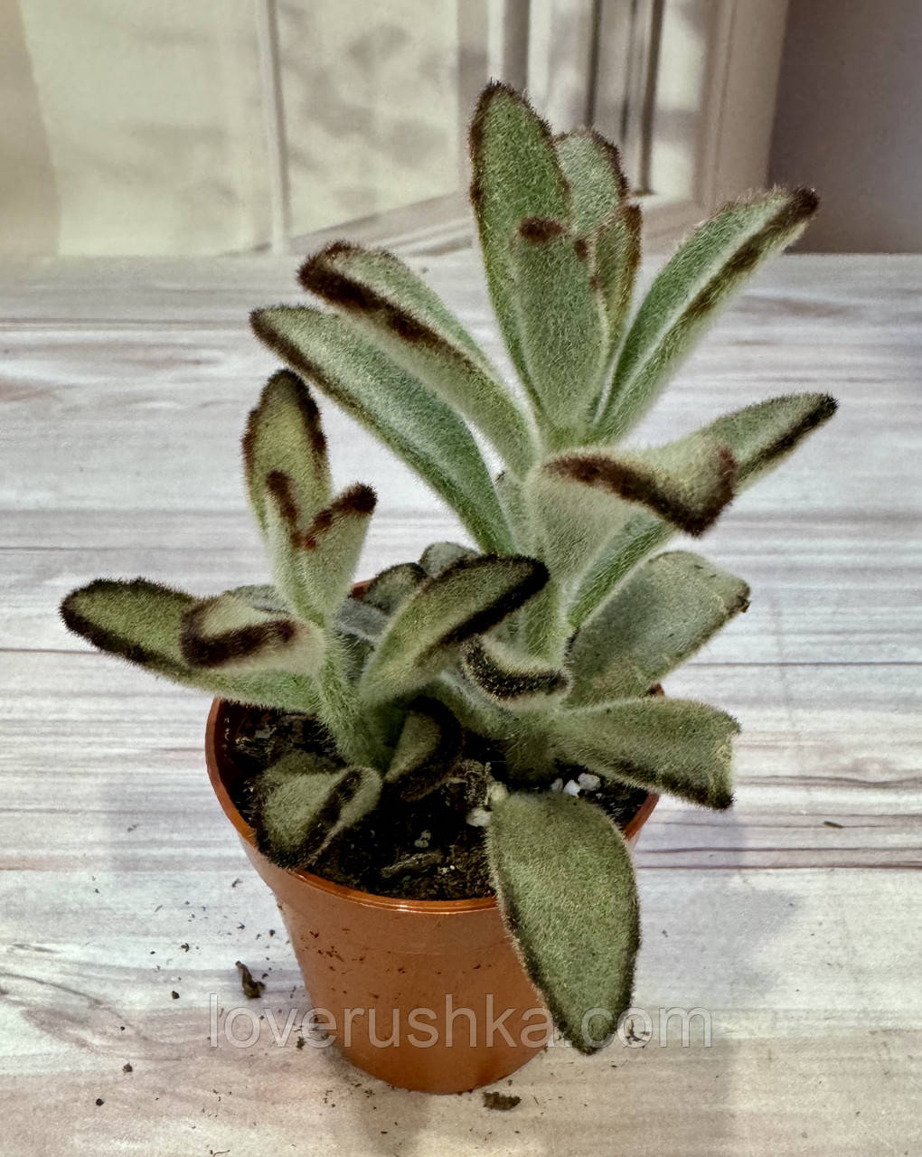 Купить Каланхоэ Kalanchoe tomentosa nigra Суккулент Комнатное растение ...