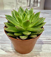 Ехеверия агавовидная Echeveria agavoides Суккулент Комнатное растение