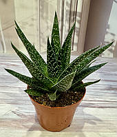 Гастерия Gasteria 'd Due Суккулент Комнатное растение