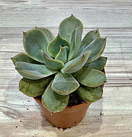 Ехеверия Echeveria sp. Суккулент Комнатное растение