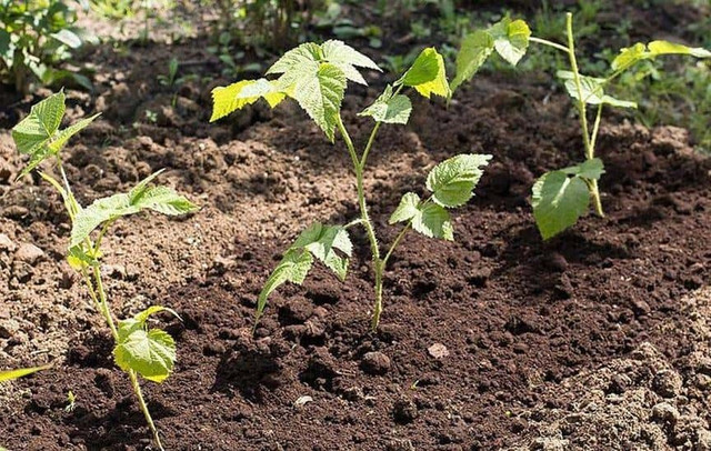 малинове дерево, вирощування малинового дерева, переваги малинового дерева, як виростити малинове дерево, посадка малинового дерева, догляд за малиновим деревом