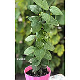 Екокуб Бузок набір для вирощування рослин (ytrewq543225), фото 3