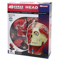 Пазл 4D Master Объемная анатомическая модель Голова человека FM-626103 ZXC