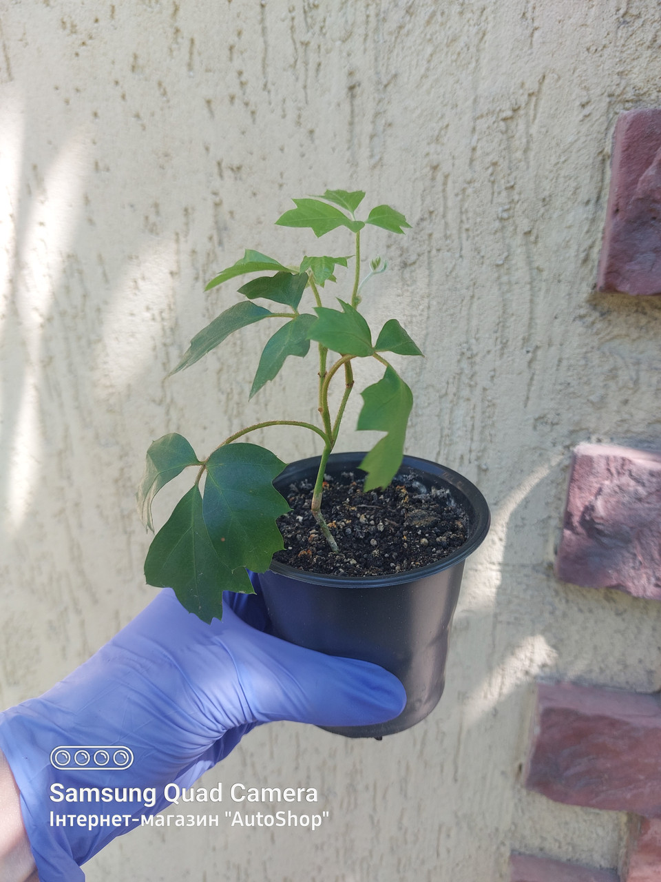 Циссус ромболистный ("комнатный виноград") Cissus rhombifolia, молодое растение - фото 1 - id-p1441108486