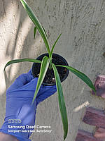 Хлорофитум хохлатый или пучковый (Chlorophytum Сomosum), молодое растение