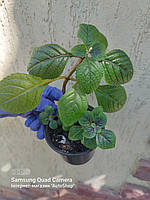 Плектрантус краснеющий (Plectranthus purpuratus)