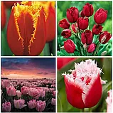 🌺Цибулини Голландських сортових тюльпанів після вигонки 🌺 2 розбір, фото 3