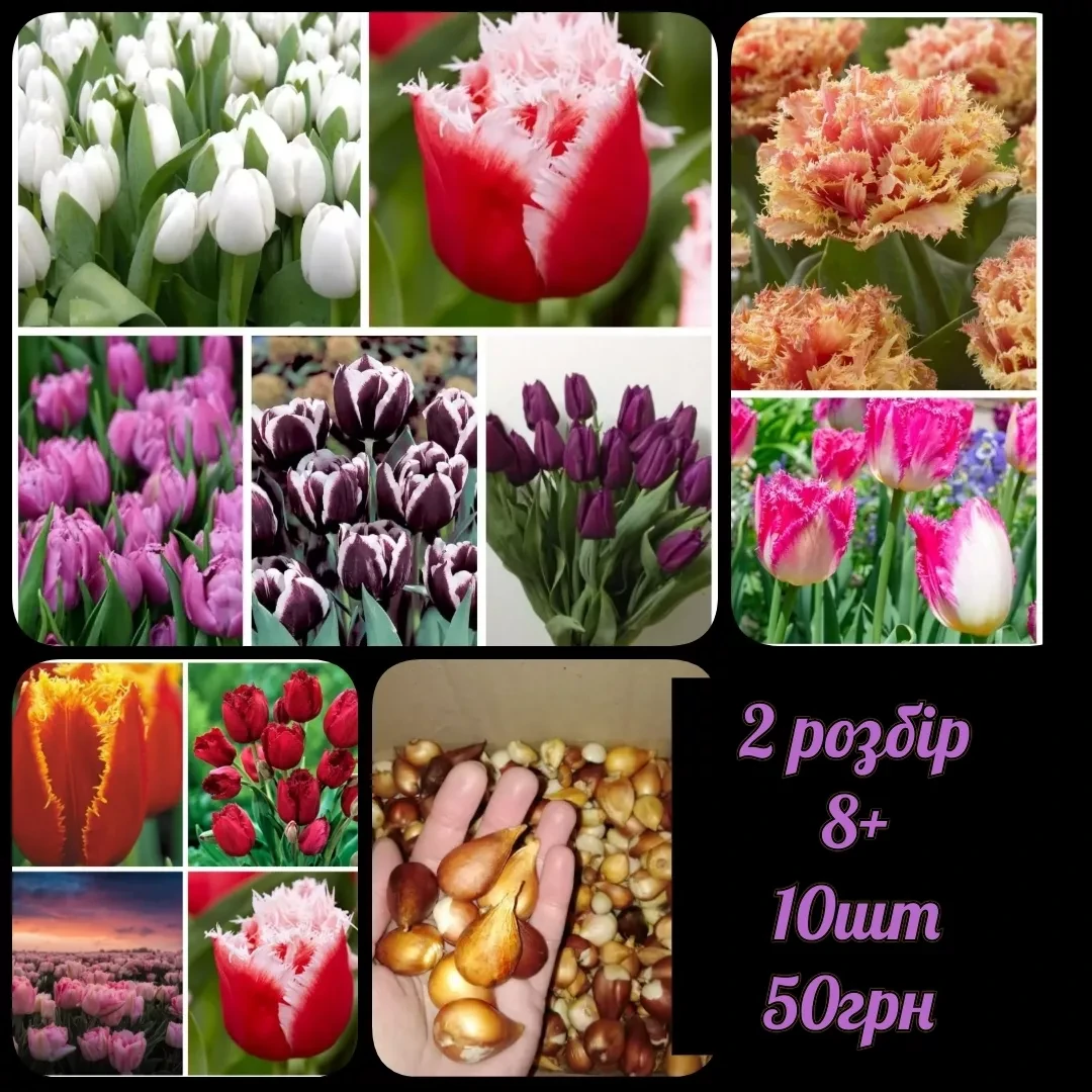 🌺Цибулини Голландських сортових тюльпанів після вигонки 🌺 2 розбір