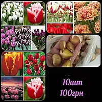 🌺 Цибулини Голландських сортових тюльпанів,
