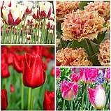 🌺 Цибулини Голландських сортових тюльпанів,, фото 4