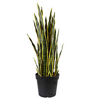 Искусственное растение Engard Sansevieria, 92 см (DW-12) DL, код: 8202237