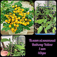 Томат кімнатний Balkony Yellow