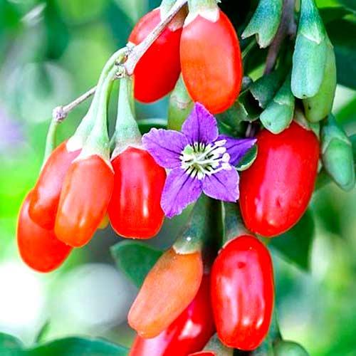 Саджанці Годжі Біг Лайфберри (Lycium barbarum "Big Lifeberry) - ремонтантний, морозостійка, солодка.