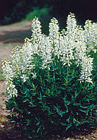 Насіння Ясинець білий, Неопалима купина, dictamnus albus 5 шт/уп