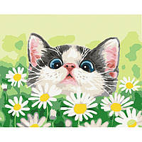 Картина за номерами "Котик в ромашках" Brushme BS51569 40х50 см tn