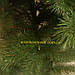 Сосна Скандинавська лита штучна 2,6 м, ТМ Смерека, фото 4