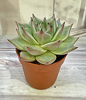 Ехеверия Echeveria agavoides sirius Суккулент Комнатное растение