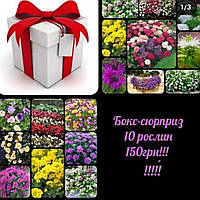 Бокс-сюрприз!!! 10 вуличних рослин-квітів всього за 150грн!!!