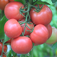 Рассада помидор Хапинет(ранний, розовый круглый)