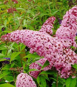 Буддлея Давида " Пінк Делайт " \ Buddleja davidii ( саджанці 3 роки)