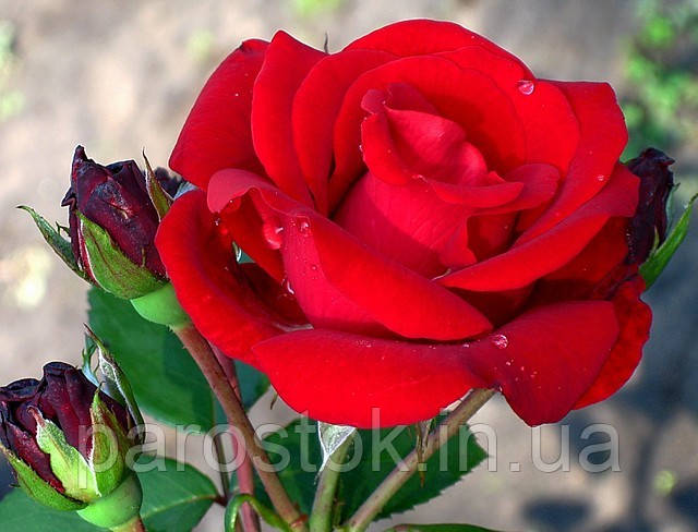 Троянда Сантана. Плетиста троянда. (вв), фото 1