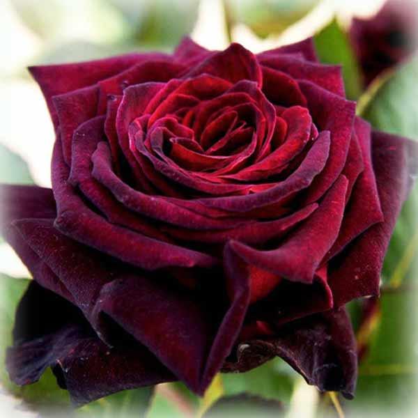 Троянда Блек Баккара (Black Baccara), чайно-гібридна в контейнері