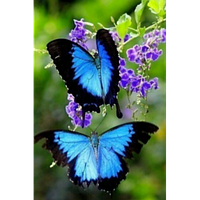 Алмазная мозаика на подрамнике Насекомые "Взмах крыльев бабочки" 30*20 см My-Art TN046