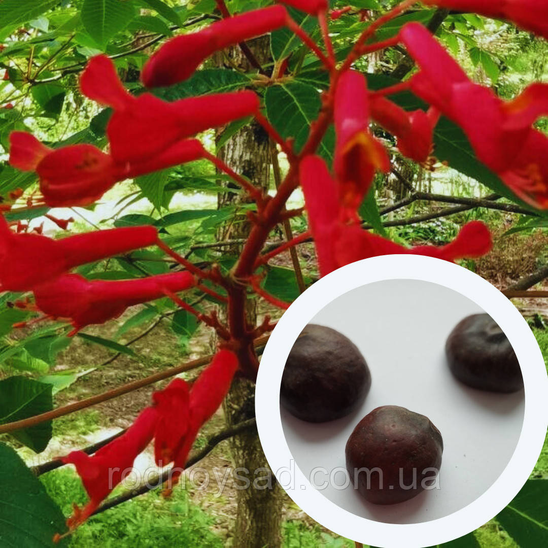 Каштан червоний насіння (3 шт) (Aesculus pavia) конський павія гіркокаштан