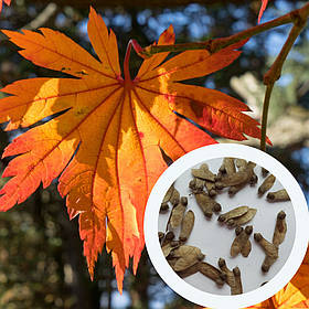Клен японський насіння (10 шт) (Acer japonicum) пальмолистий