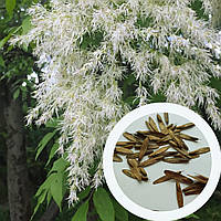 Ясень белоцветный семена (20 шт) (Fraxinus ornus) белый манный или манновый