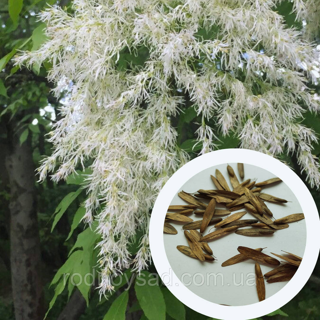 Ясен білоцвітний насіння (20 шт) (Fraxinus ornus) білий манний або манновий