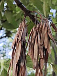 Ясен білоцвітний насіння (20 шт) (Fraxinus ornus) білий манний або манновий, фото 4