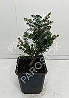 Ялина сербська Карел (Picea omorika Karel) 15-20 см