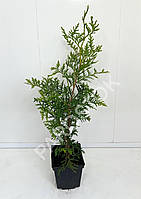 Туя західна Брабант (thuja occidentalis brabant) 15-20 см