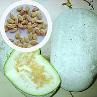 Бенинказа восковая тыква семена (10 шт) (Benincasa hispida) китайская зимняя дыня