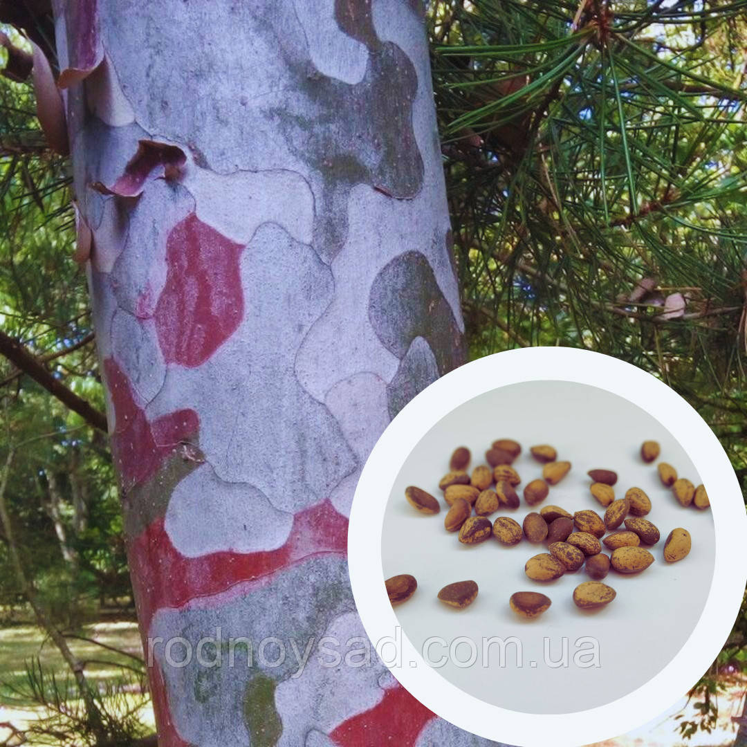Сосна Бунге насіння (10 шт) (Pinus bungeana) білокора сосна мереживнокора