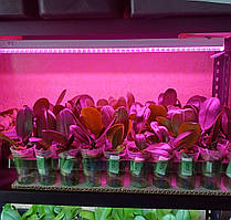 Фітосвітильник для рослин фіолетове світло  570мм, 10Вт з вимикачем та шнуром Fito