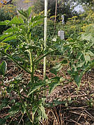 Опора для підв'язки рослин із композиту,Ø12 мм, висота150 см