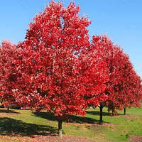 Насіння Дуб червоний, Quercus rubra 10 шт/уп