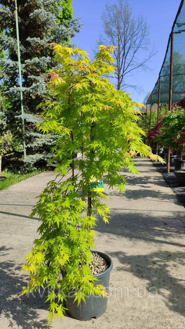 КЛЕН ACER PALMATUM CASCADE GOLD  c 35 h 120  l 1/2 FUSTO, фото 1