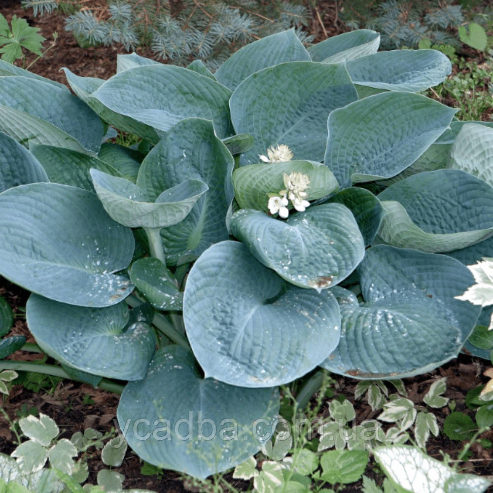 Хоста Абіква Дрінкінг Гуард, фото 1