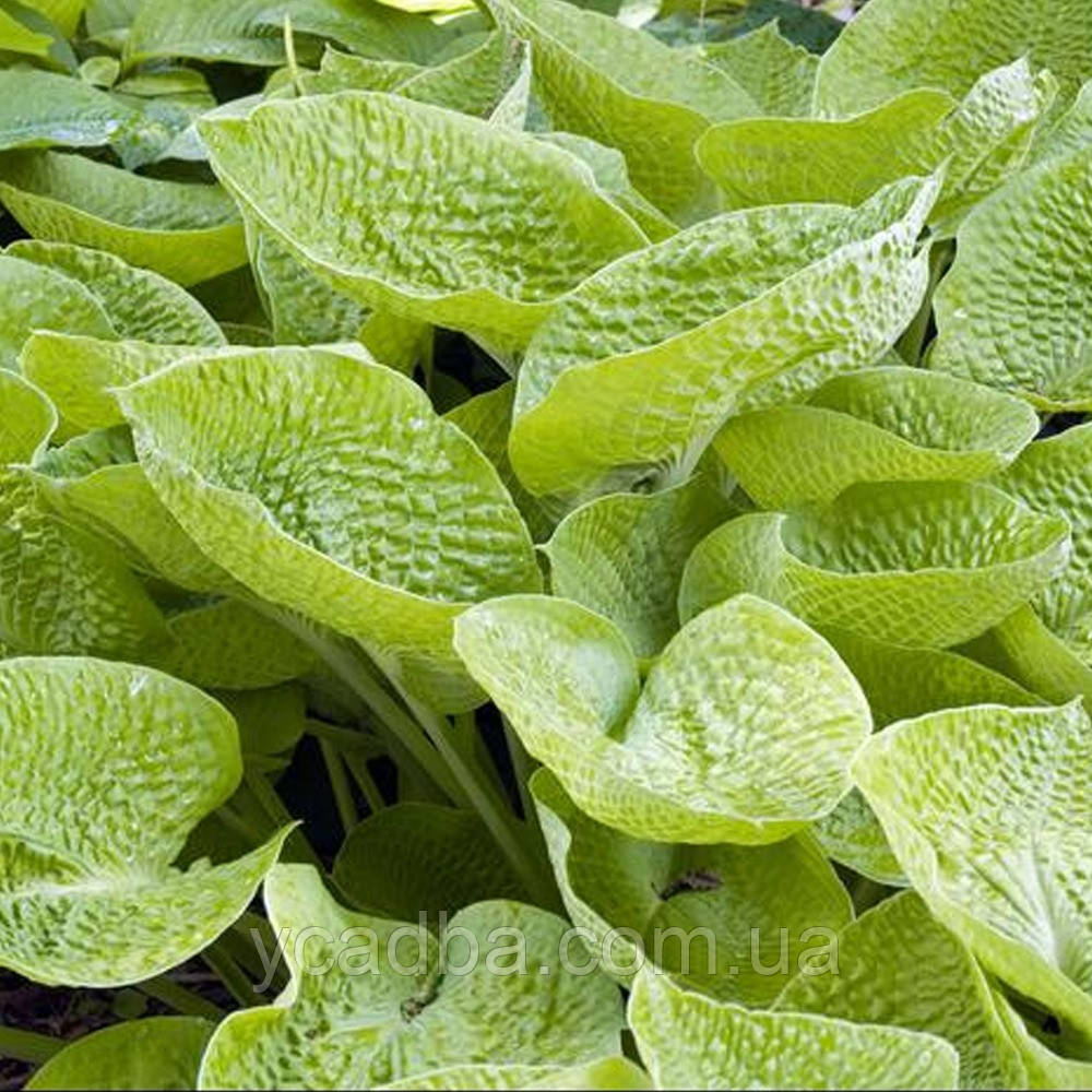 Хоста Аспен Голд, фото 1