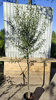 ОЛИВА OLEA EUROPAEA CIPRESSINO C. 9L 1/2 FUSTO