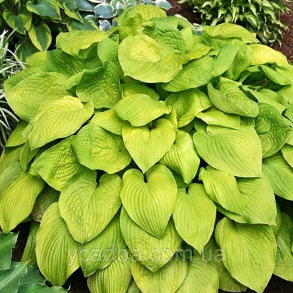 Хоста Август Мун, фото 1