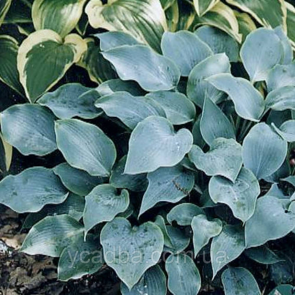 Хоста Блю Даймон, фото 1