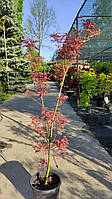 Клен ACER PALMATUM PINK PASSION C. 15L