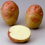 Картоплю Пікассо 5кг, фото 3